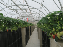 Culture de fraisier en tunnel bioclimatique : ce dispositif, couplé à un tunnel double paroi, permet un gain de précocité d'une dizaine de jours par rapport à un tunnel de référence simple paroi